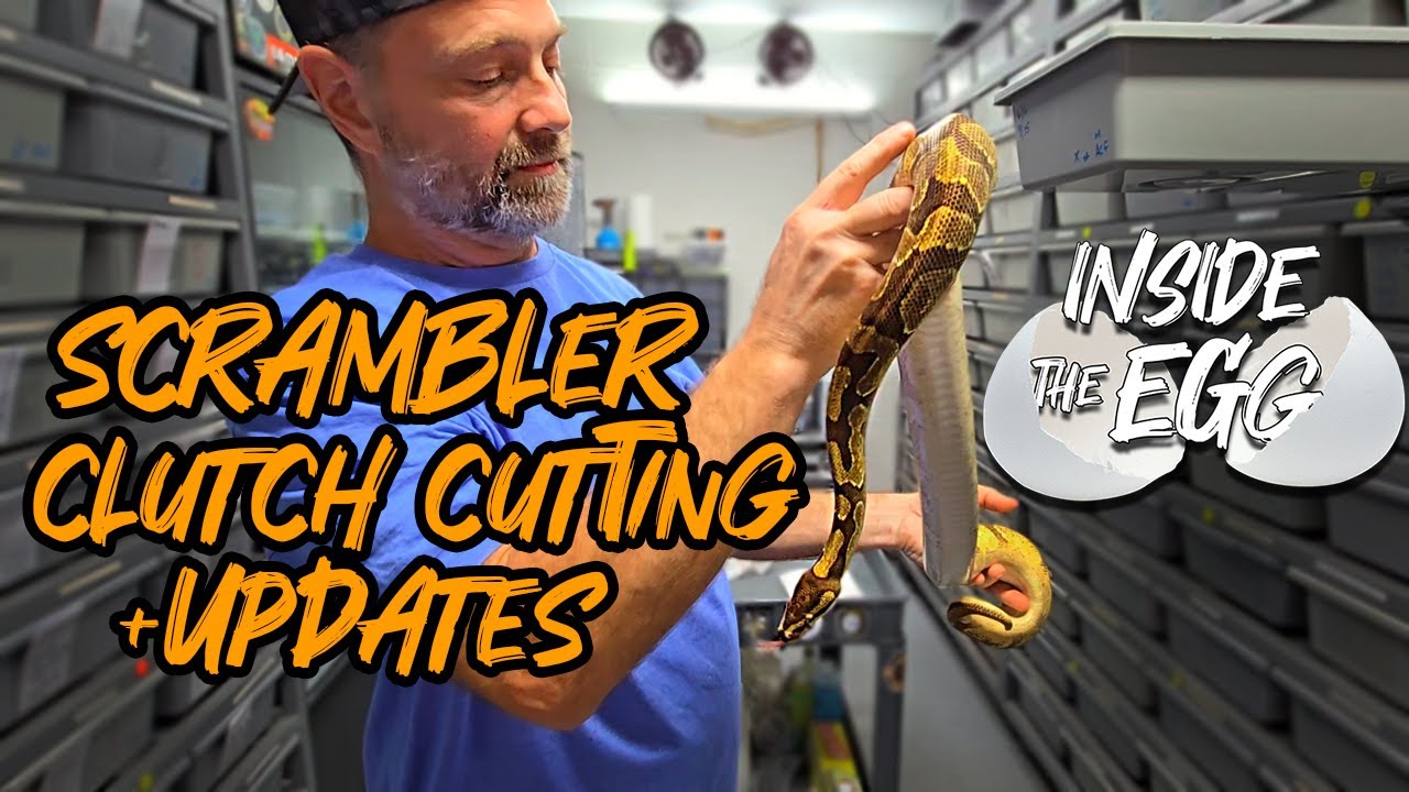 Scrambler Clutch Cutting + UPDATES | Inside the Egg 10