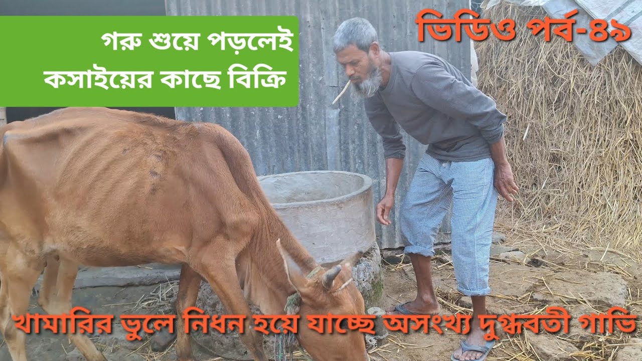 গরু দাঁড়াতে না পারলেই কসাইয়ের কাছে বিক্রি ।🐄🐄 #cow #viral #farmmanagement #viralvideo #cattledisease