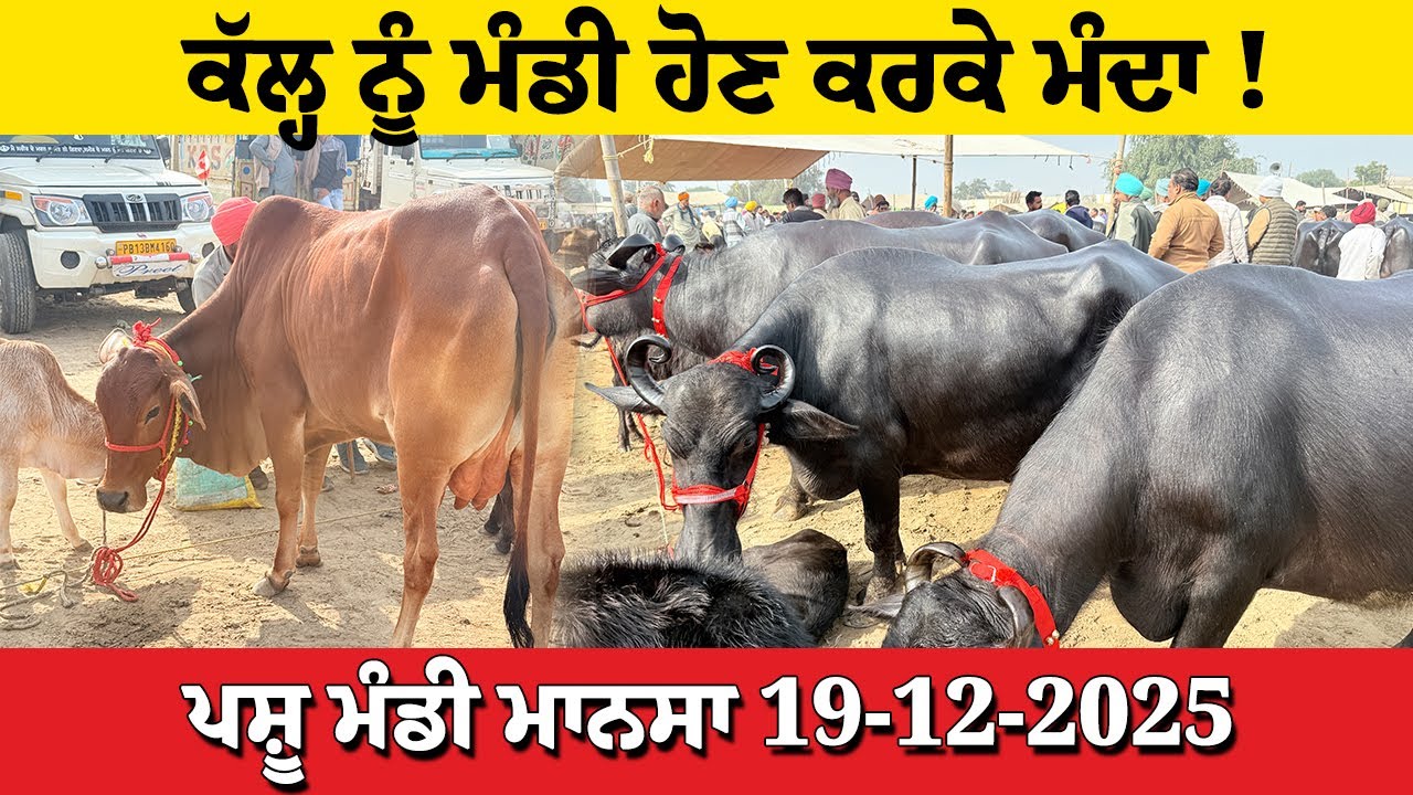 ਕੱਲ੍ਹ ਨੂੰ ਮੰਡੀ ਹੋਣ ਕਰਕੇ ਮੰਦਾ ਪਸ਼ੂ ਮੰਡੀ ਮਾਨਸਾ 19-12-2025 Pashu Mandi Mansa