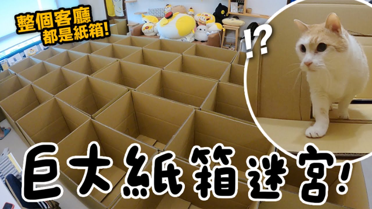 【黃阿瑪的後宮生活】巨大紙箱迷宮！整個客廳都是紙箱！