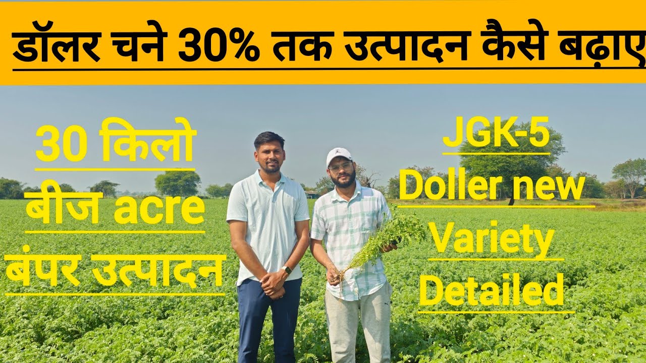 🍲डॉलर चना🍛💰 30% ज्यादा उत्पादन मात्र 30 किलो बीज में ड्रिप विधि से। पानी,फ़ंगस,स्प्रे  डॉलरचना तकनीक