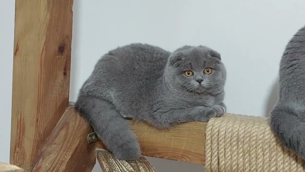 Scotttish Fold ve British Shorthair klasik gri renk yavru kediler
