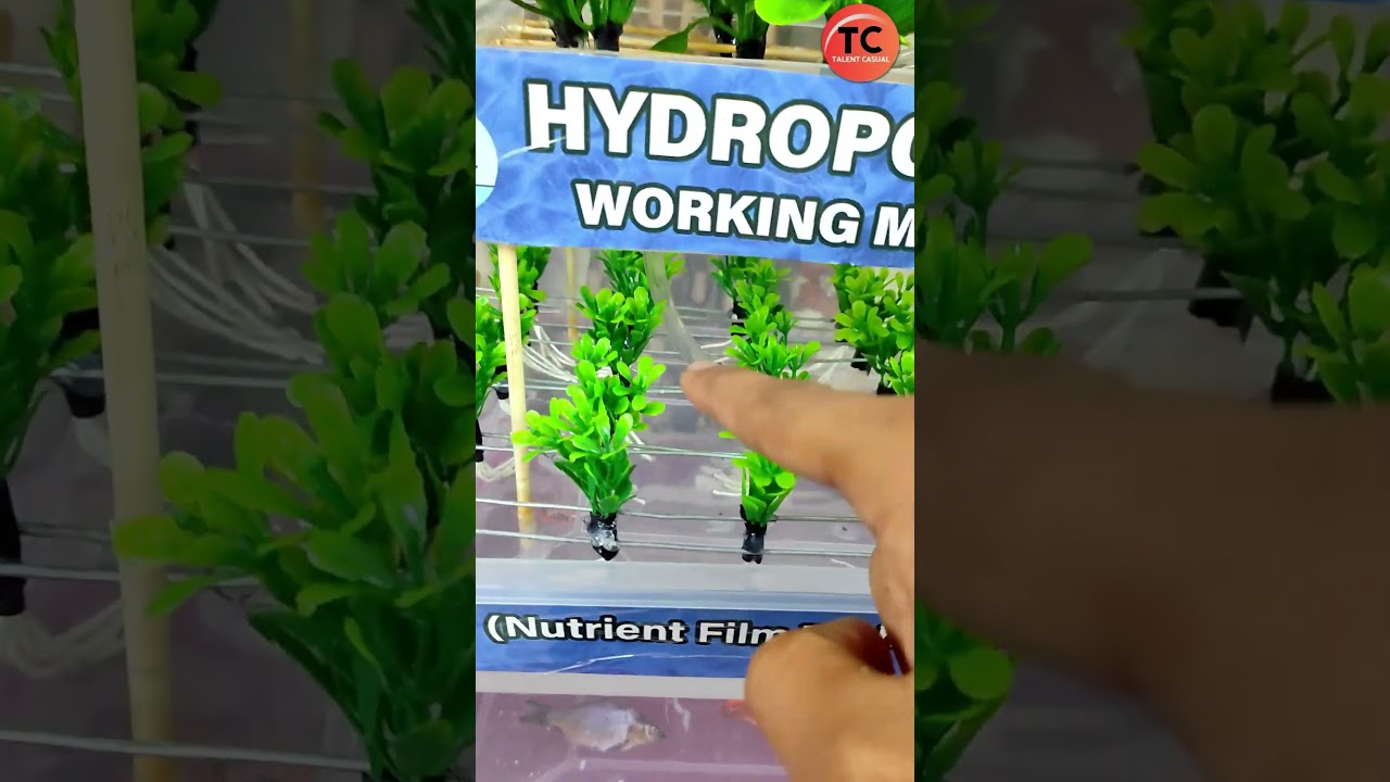 Hydroponic Farming | NFT System Working Model #hydroponics #innovation #creative