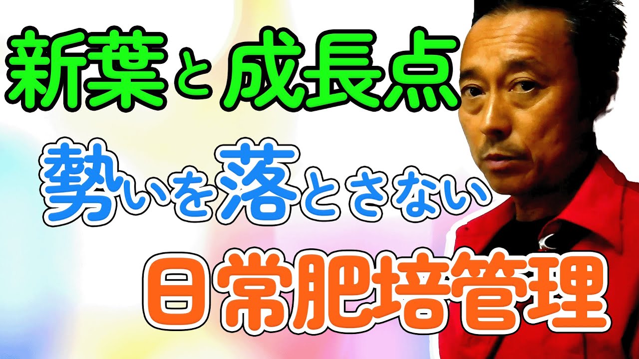 第44回 成り疲れ防止の肥料比率 苺反12トン農家のやってきたこと