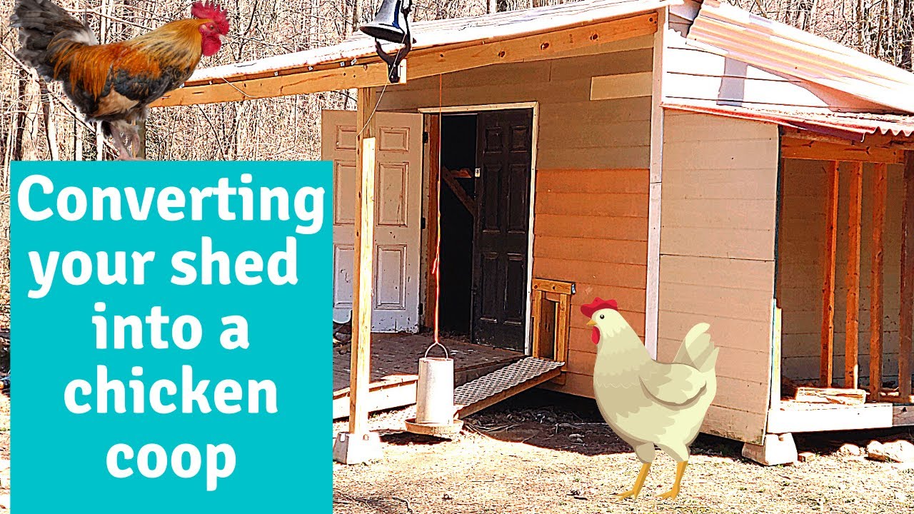 Converting our shed into a chicken coop