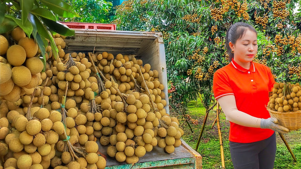 REWIND TIMELAPSE &ndash; Harvesting 1000+ Longan Fruits Go to Market Sell, Growing Water Spinach