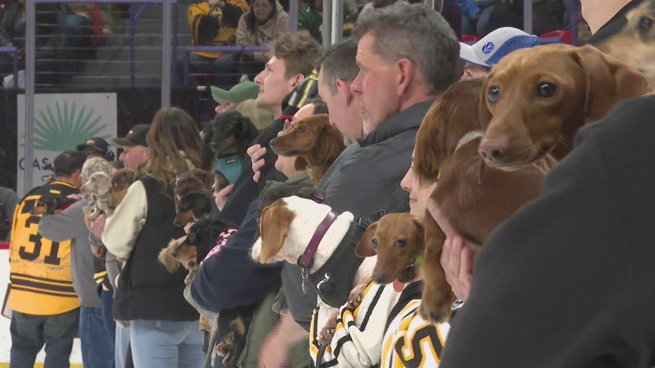 Green Bay Gamblers host 'wiener dog' race with pre-game pet food donations