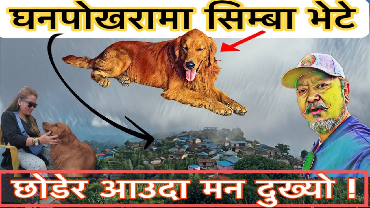 अचानक सिम्बा 🐕 सङ भेट घनपोखरा मा ! छोडेर आउदा नरमाइलो लाग्यो ! घनपोखरा रमाइलो गुरुङ गाउ !