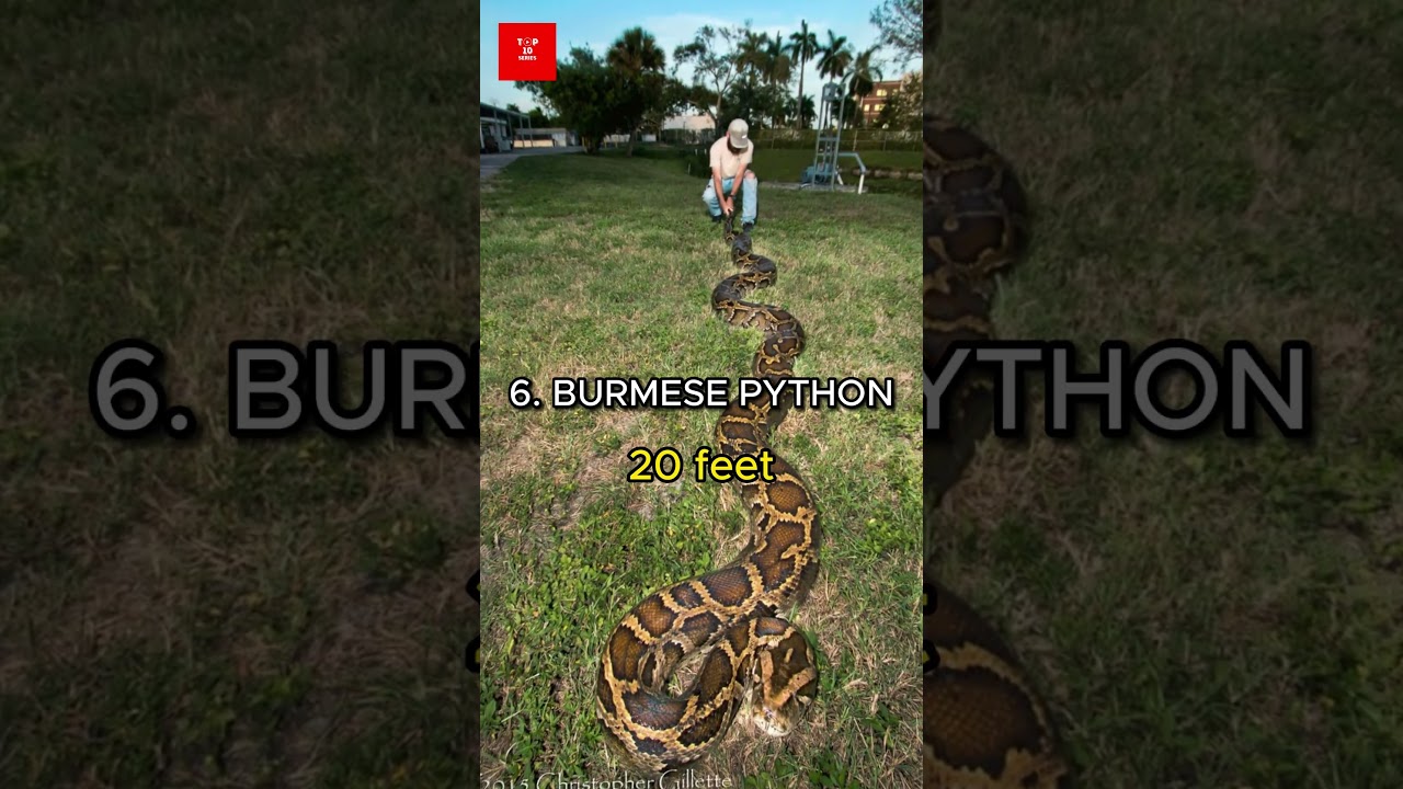 Top 10 longest snakes in the world 