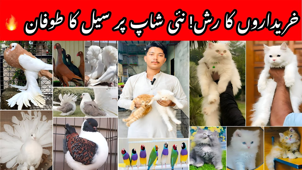 New Birds Shop in Multan Gudri || Sheikh Gulab Birds Center Opening.