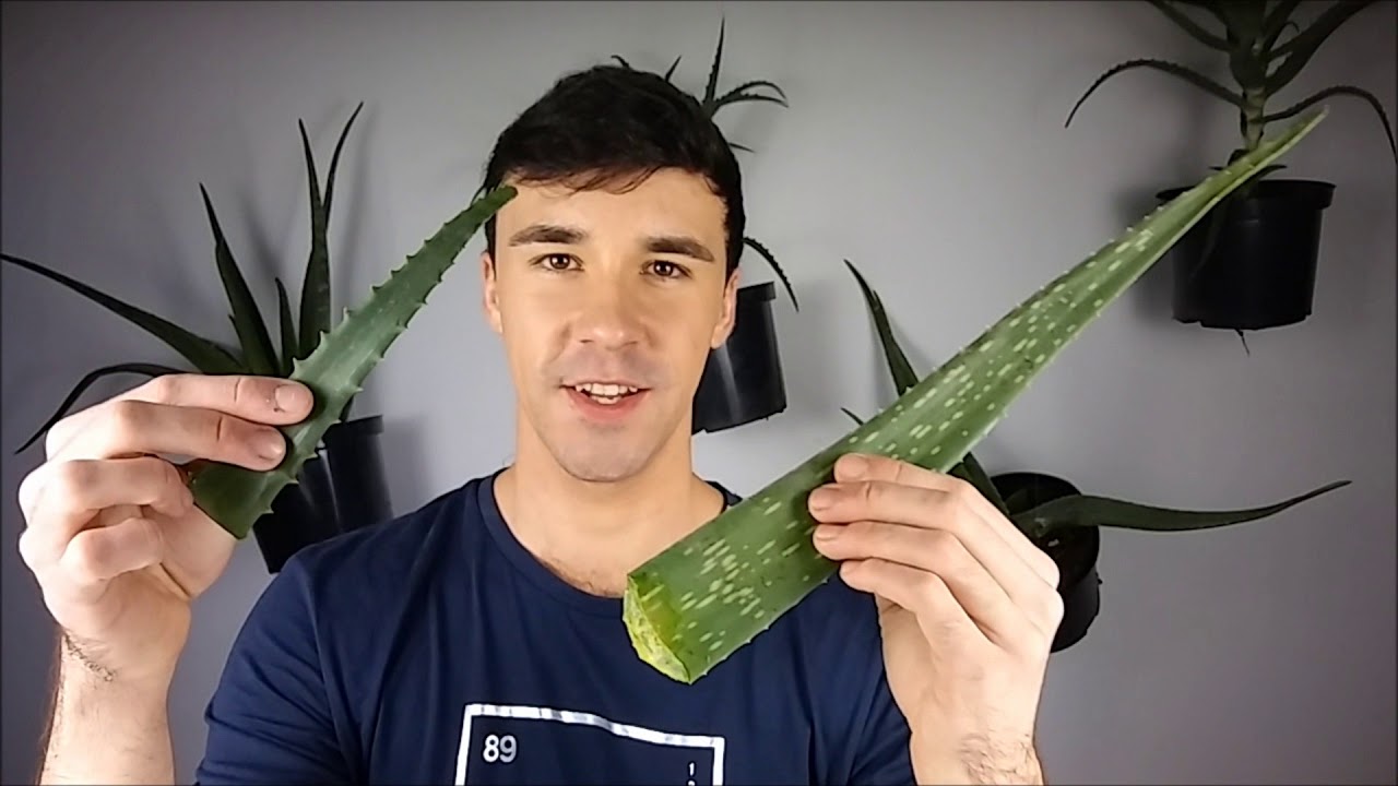 Aloesy. Odc. 1 Jak zrobić z aloesu sok i żel?