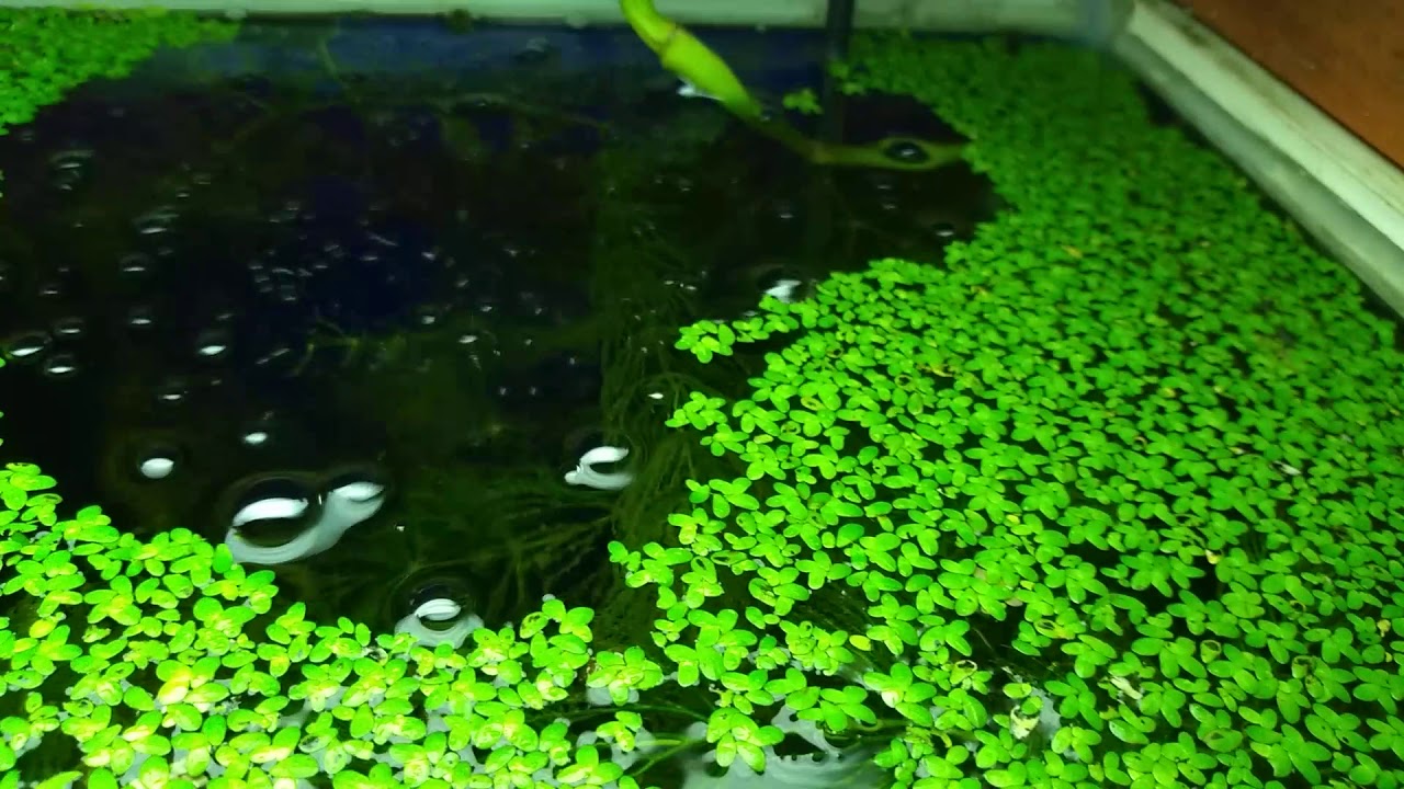 La lenteja de agua.