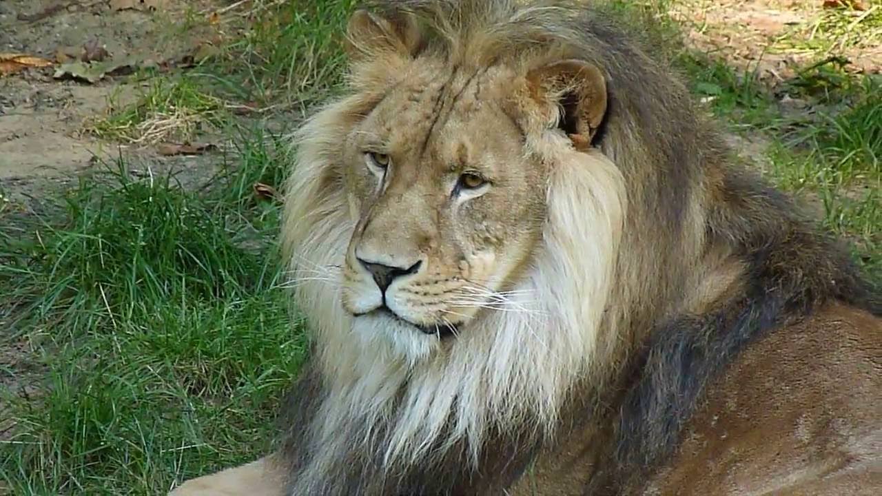 Lion Nestor is watching Us Zoo in Antwerp Belgium August 16/2016 Leeuw Zoo Antwerpen