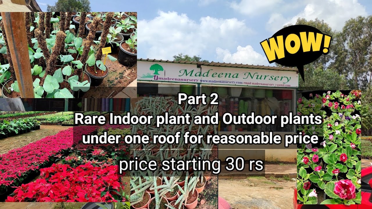 best bangalore Madeena nursery with reasonable price.rear plants #gardening #vlogsinkannada #nursery
