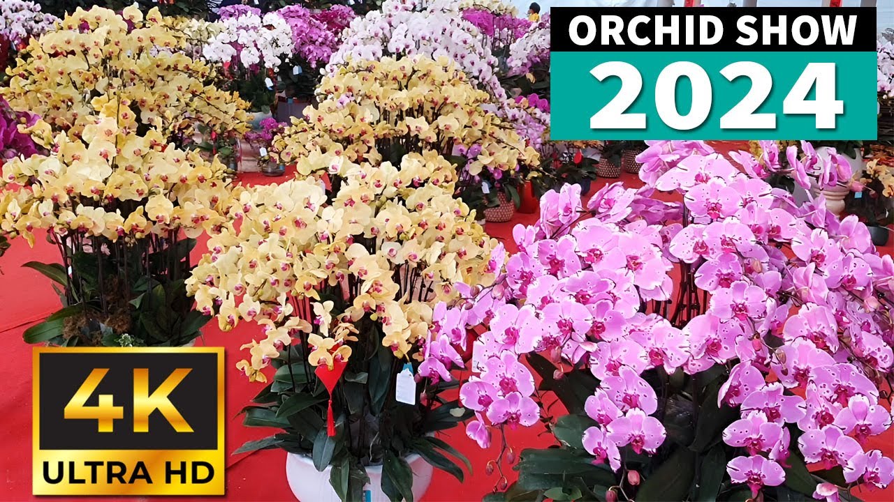 【4K Orchid】Collection of the most beautiful Phalaenopsis orchids in the world |Orchid Show 2024