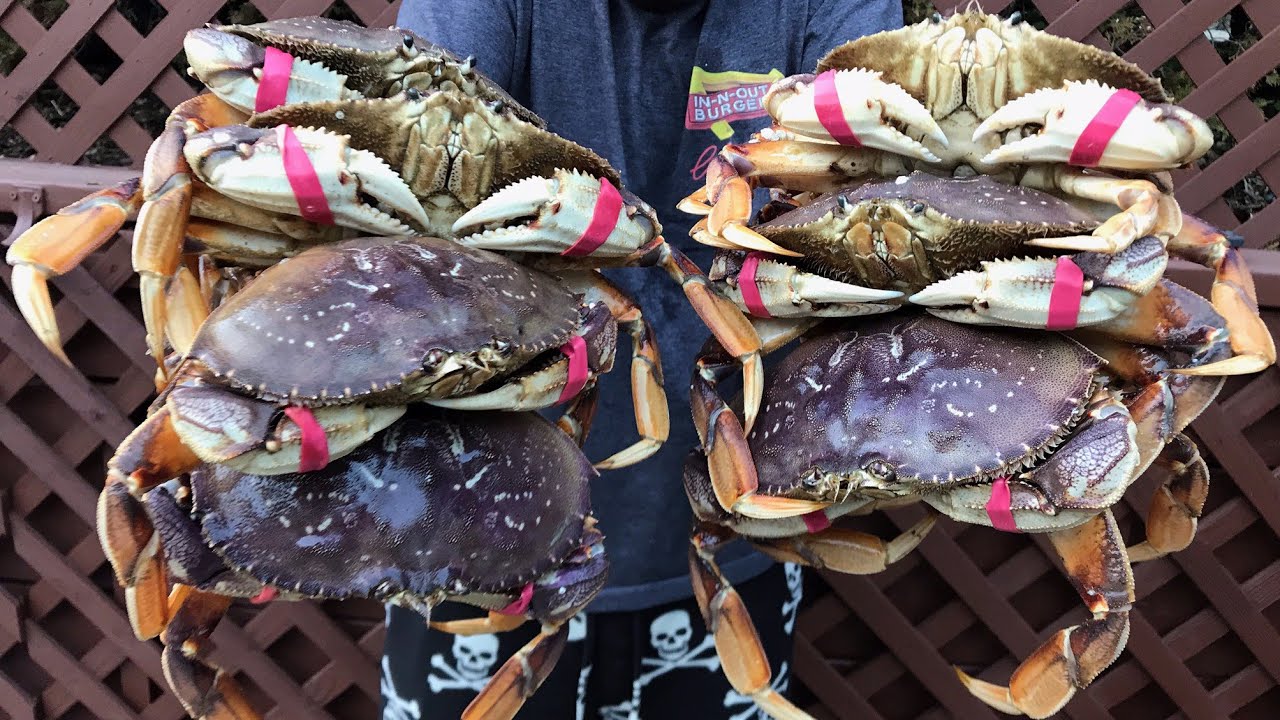 Crazy Day Pulling BIG Crabs From The Surfline
