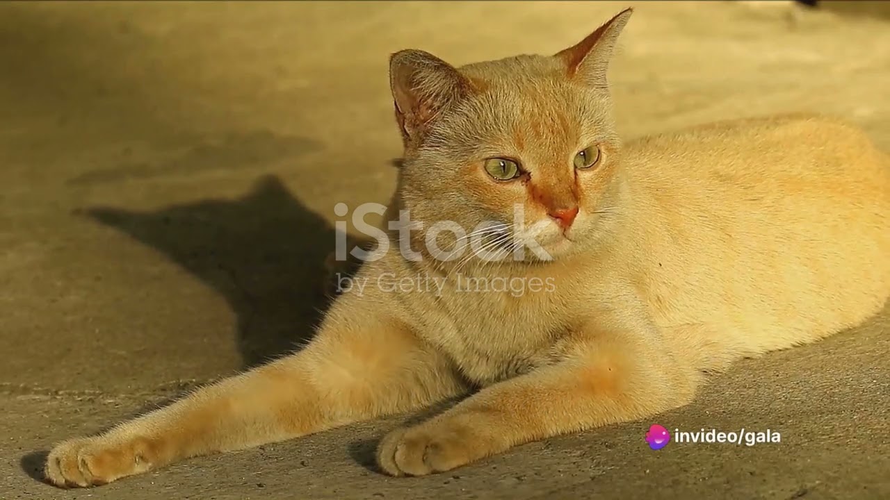 Unraveling the Mystique: Cat's Personalities Explained