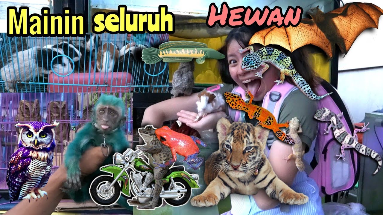 Menangkap Hewan Lucu Tapi Menakutkan ! Aku Phobia Sama  Gecko ! Tolong..