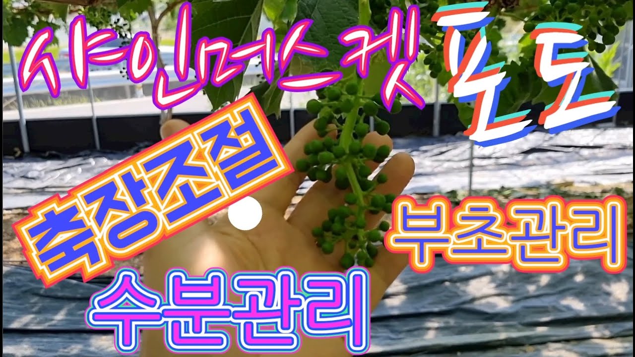 샤인머스켓포도 축장조절, 수분관리, 병해충방제