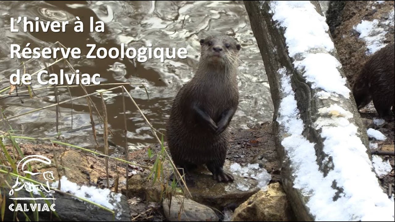 L'hiver à la Réserve Zoologique de Calviac