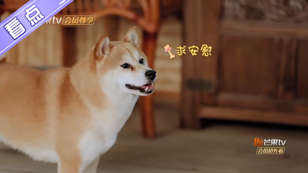 未播花絮：女明星小O为了吃肉&ldquo;碰瓷&rdquo;黄磊？香肠能治&ldquo;脚疼&rdquo;？《向往的生活4》 第11期 Back to field S4【芒果TV生活风尚频道】