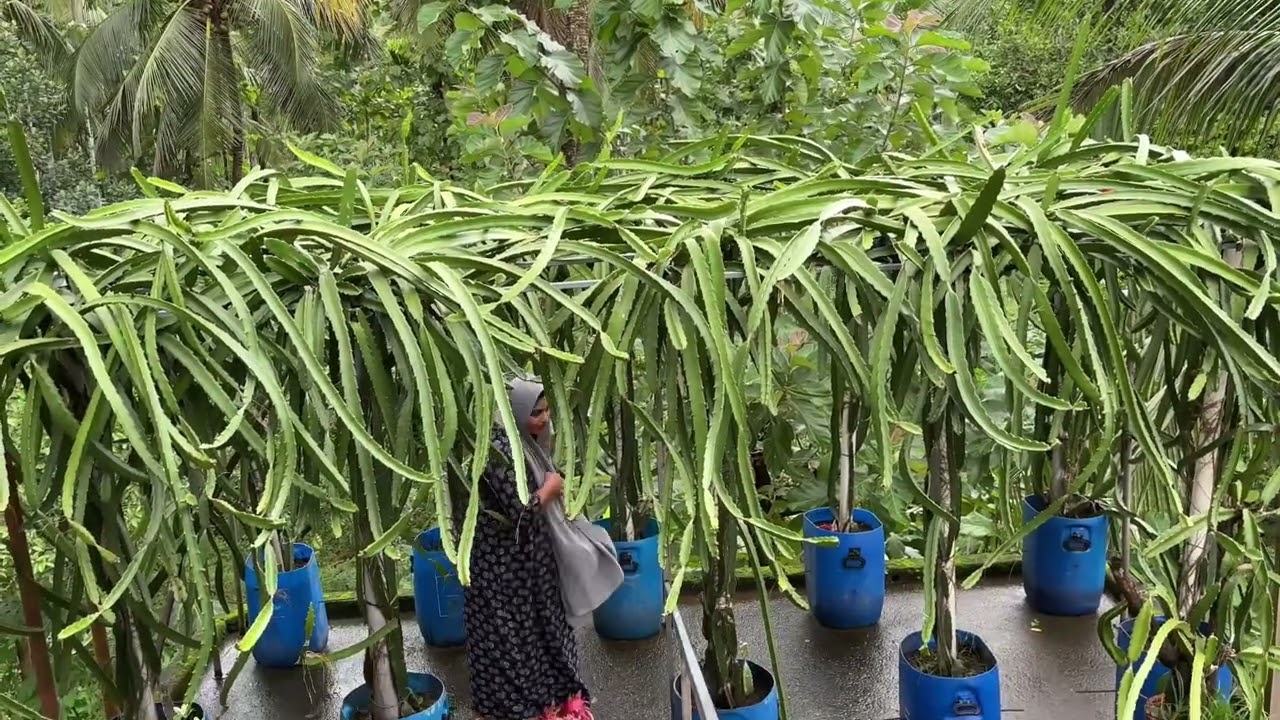 വീട്ടിൽ നട്ടുവളർത്താൻ പറ്റിയ നല്ലയിനം ഡ്രാഗൺപ്ലാന്റ് #bestdragonfruit#dragonfruitharvesting