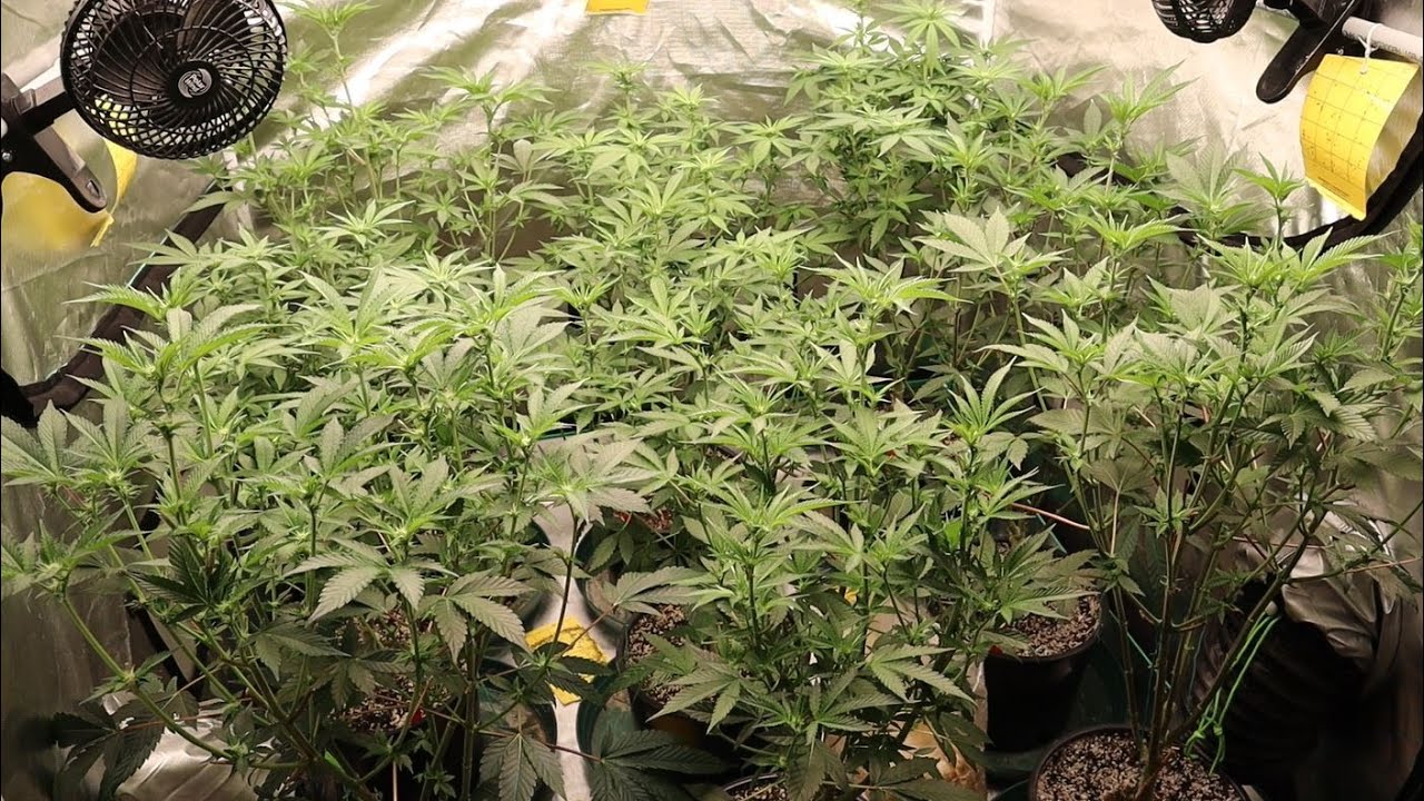Exotic Genetix Runtz Buttonz Pheno Hunt Week 2 Flower!