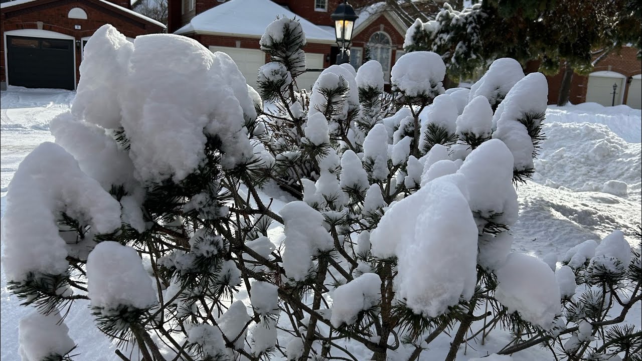 Snow storm mag pala mona tau snow 