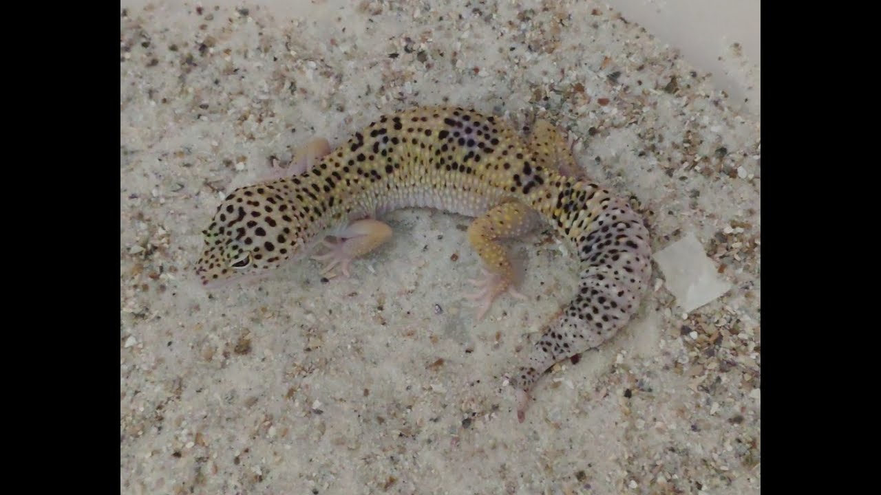 Meu primeiro gecko leopardo como cuidar o que fazer.