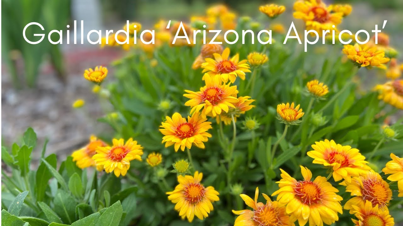 Gaillardia ‘Arizona Apricot’ //Blanket Flower