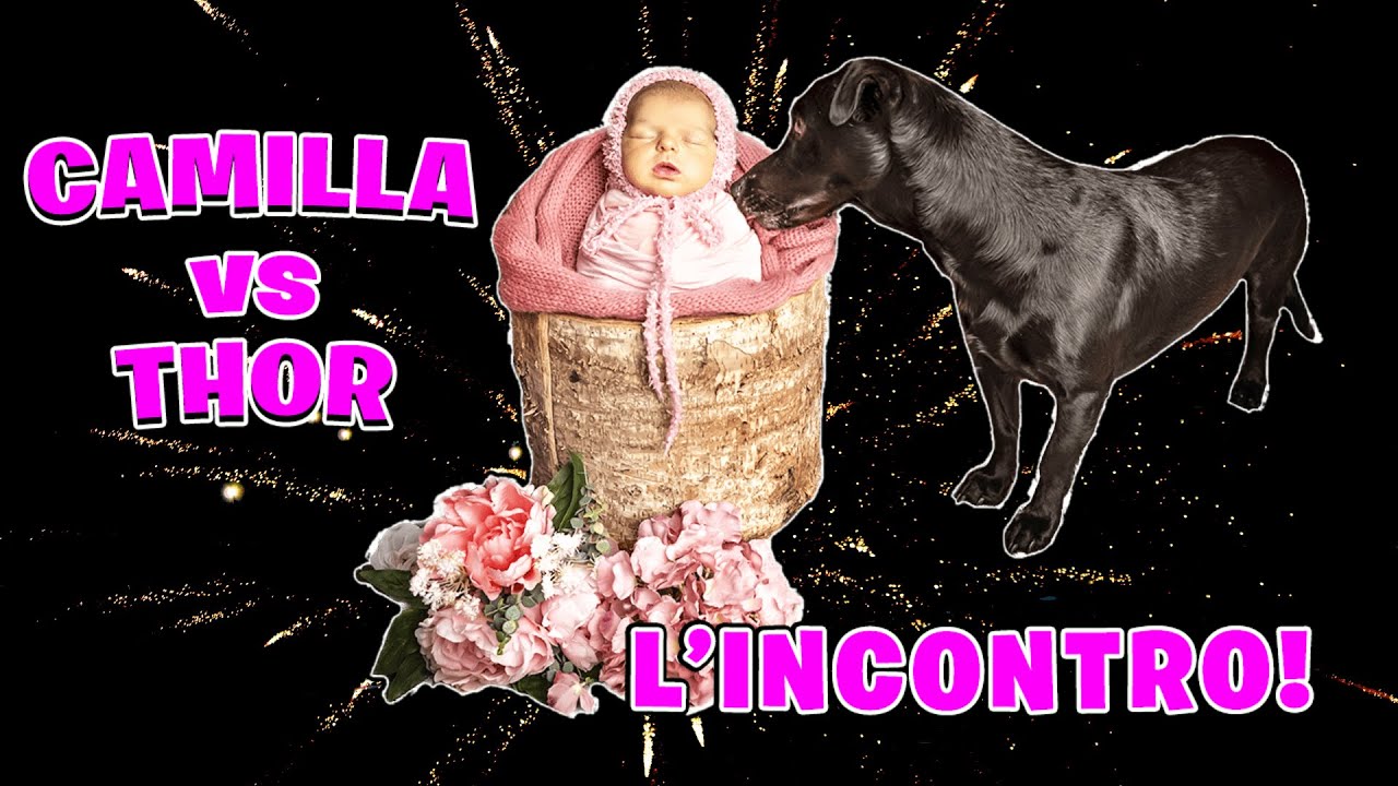 PRIMO INCONTRO TRA CANE E NEONATO! 👶CAMILLA VS THOR🐶
