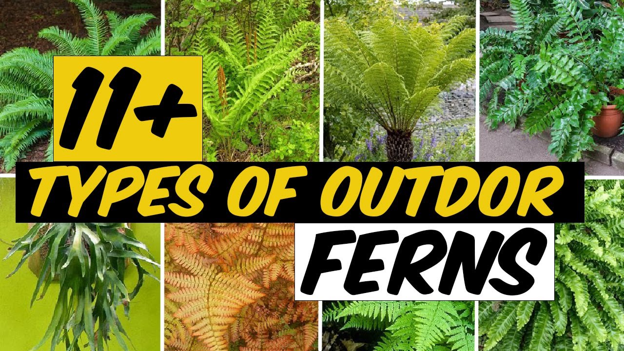 14 Types of Outdoor Ferns - The Planet of Greens