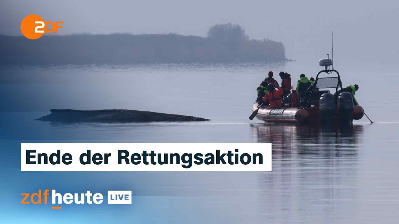 Buckelwal liegt weiter fest: Experten verk&uuml;nden Entscheidung zur Rettungsaktion | ZDFheute live