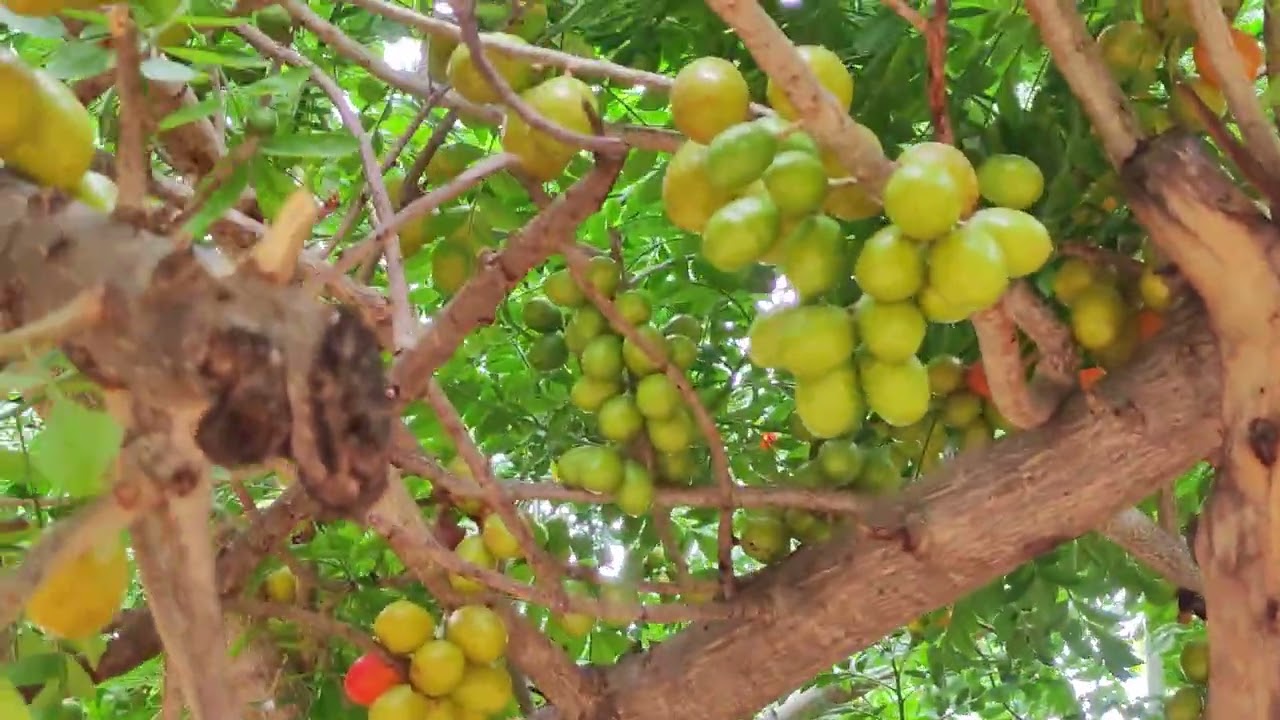 UMA DAS FRUTAS MAIS SABOROSA