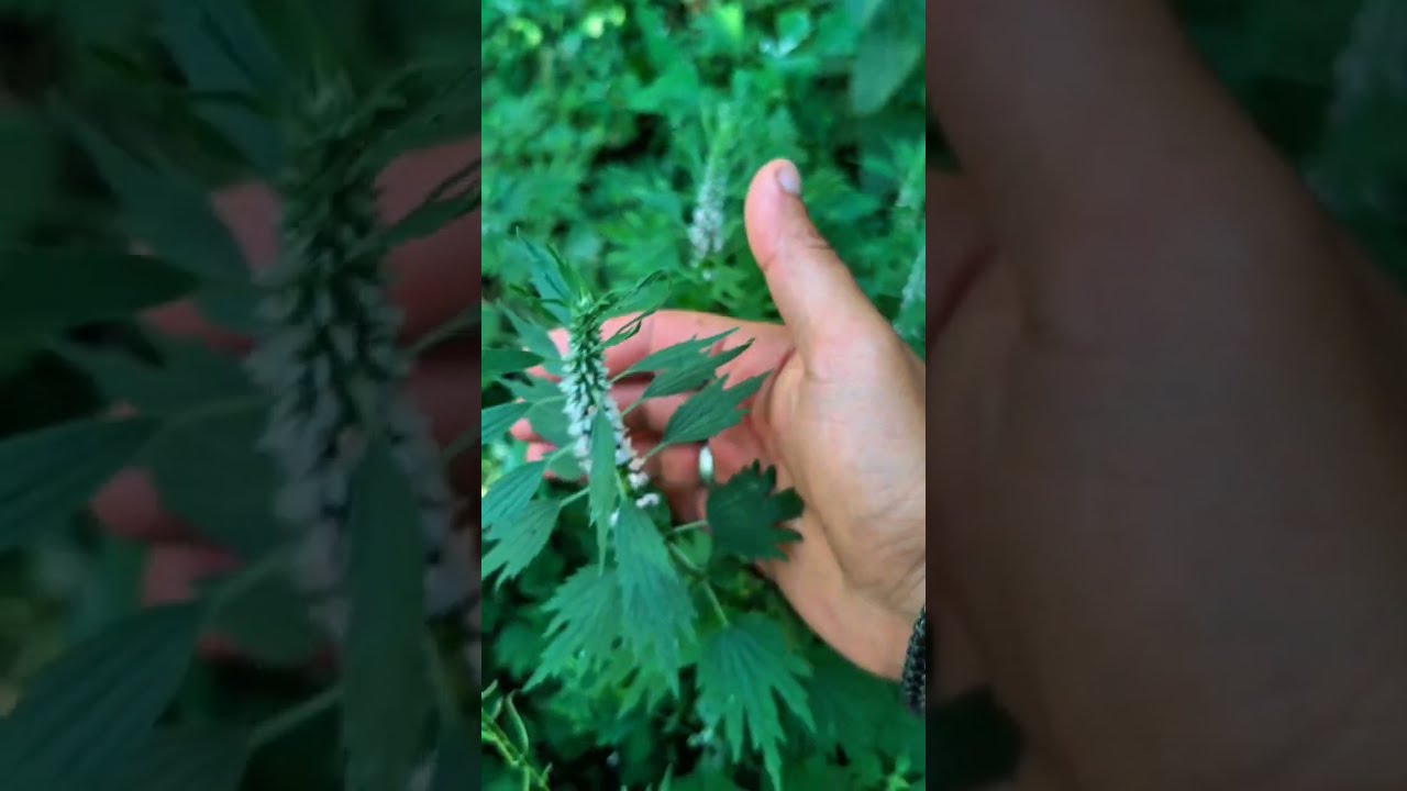 Damotu, Aslanquyruğu bitkisi (Leonurus cardiaca) faydaları və təsir formaları.