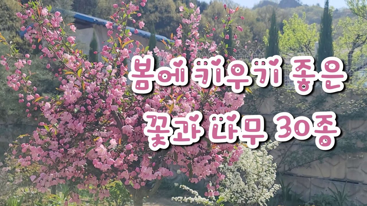 봄에 키우기 좋은 꽃과 나무 30종ㅣ예쁜꽃 ㅣ 귀여운 꽃 ㅣ아름다운 봄꽃 세상으로 오세요
