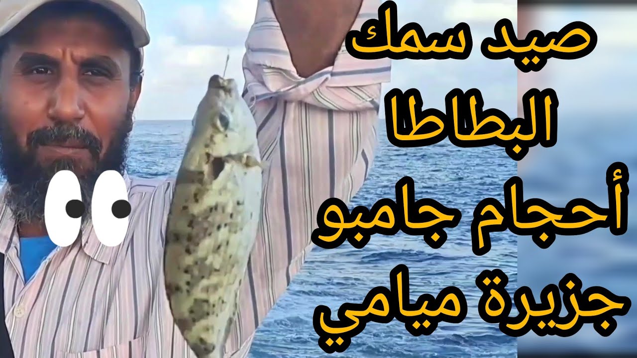 صيد سمك البطاطا 🐬أحجام جامبو 💪وضرب نار من جزيرة ميامي والطعم برغوت حي