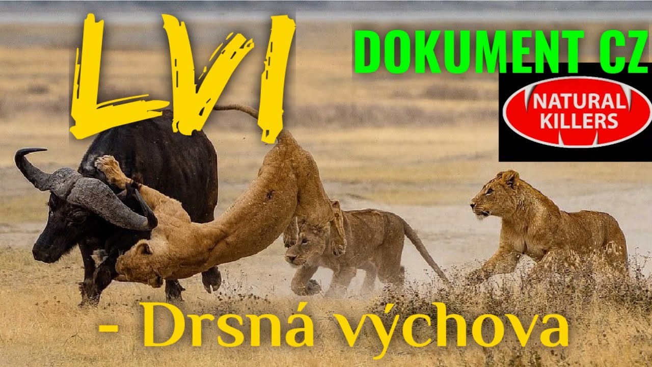 48 LVI - Drsn&aacute; v&yacute;chova (DOKUMENT - Pred&aacute;toři zbl&iacute;zka)