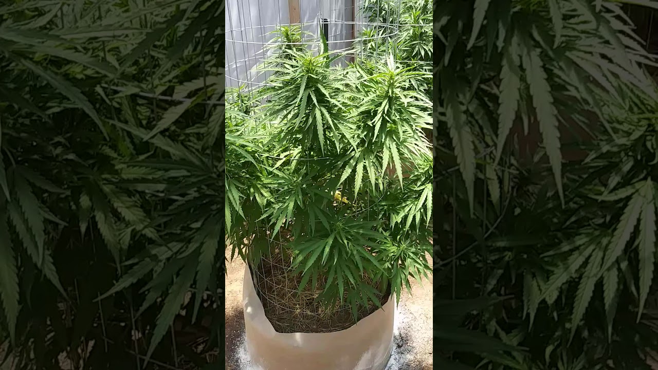 2020 outdoor mmj grow