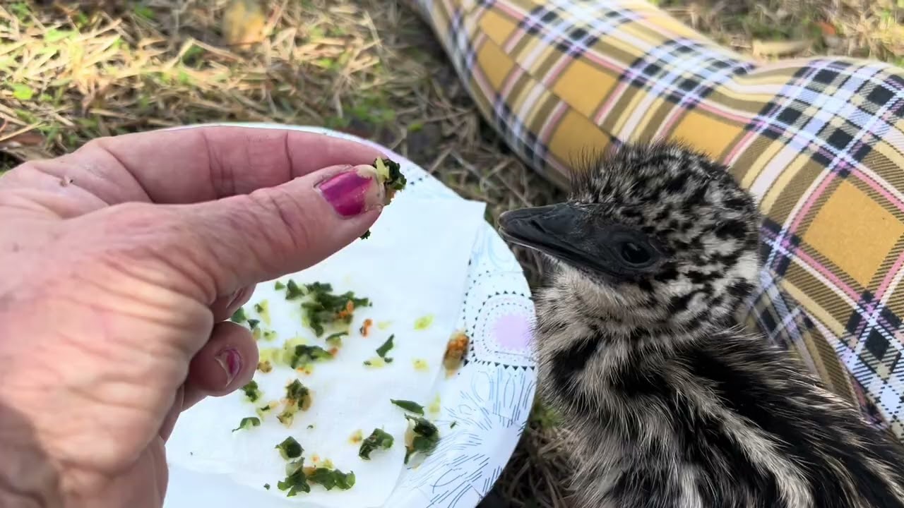 Emu chick- outdoors picnic 