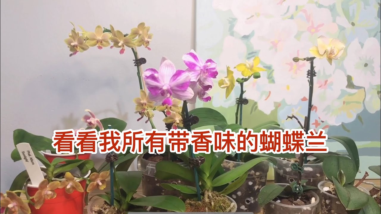看看我所有带香味的蝴蝶兰；怎样挑选？My Fragrant Phalaenopsis Orchids