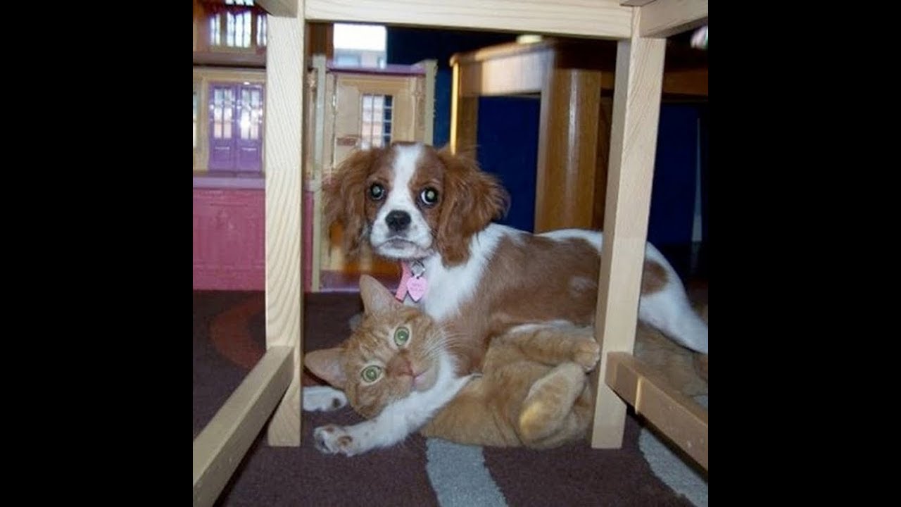 Grappige honden die werk hebben gevonden, terwijl de eigenaar niet thuis is