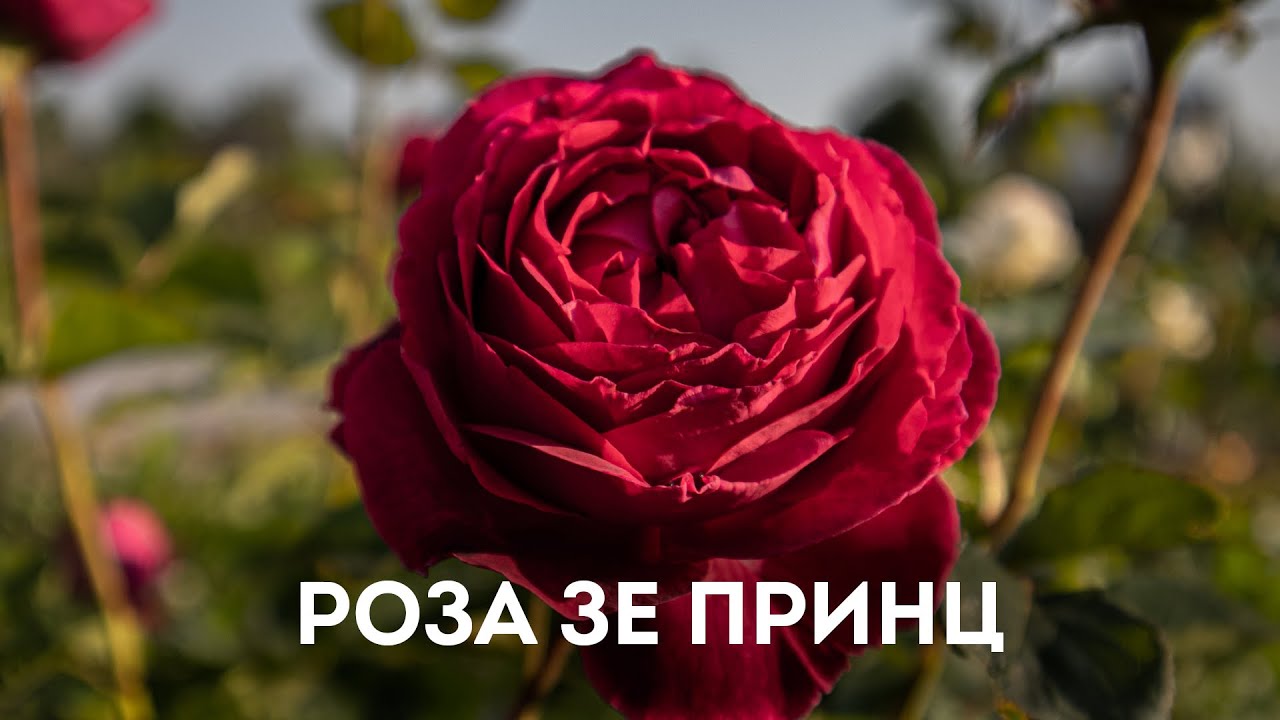 Обзор английской розы - Зе Принц ( The Prince) - Дэвид Остин