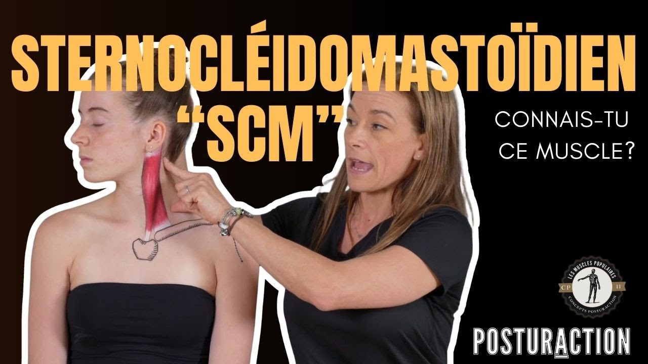 🧠💢 Le Sternocléidomastoïdien (SCM) : anatomie, tensions cervicales, mobilité, exercices