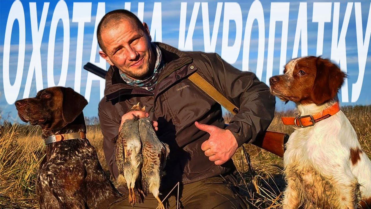 ОСЕННЯЯ ОХОТА НА КУРОПАТКУ | ОХОТА С ЛЕГАВОЙ В БЕЛАРУСИ 2022