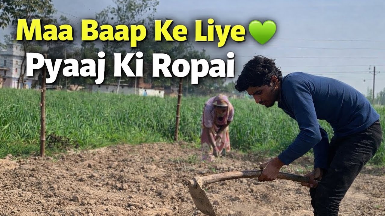 प्याज की रोपाई 🌱 | माँ बाप की मदद करना हमारा फर्ज है 💪 | Village Hard Work Vlog