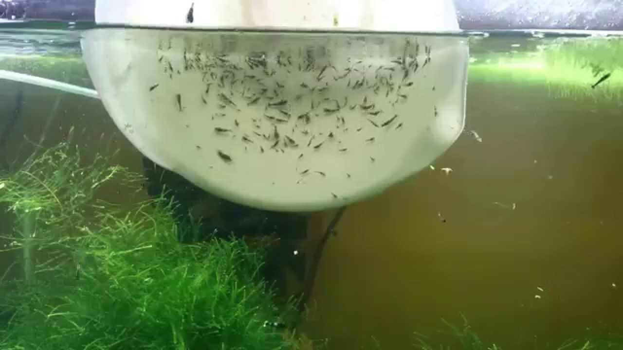 Taiwan Bee Baby Shrimps