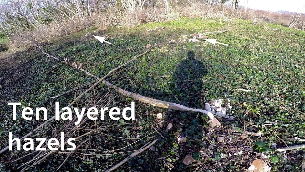 Layering hazel to improve stool density in coppice during restoration..