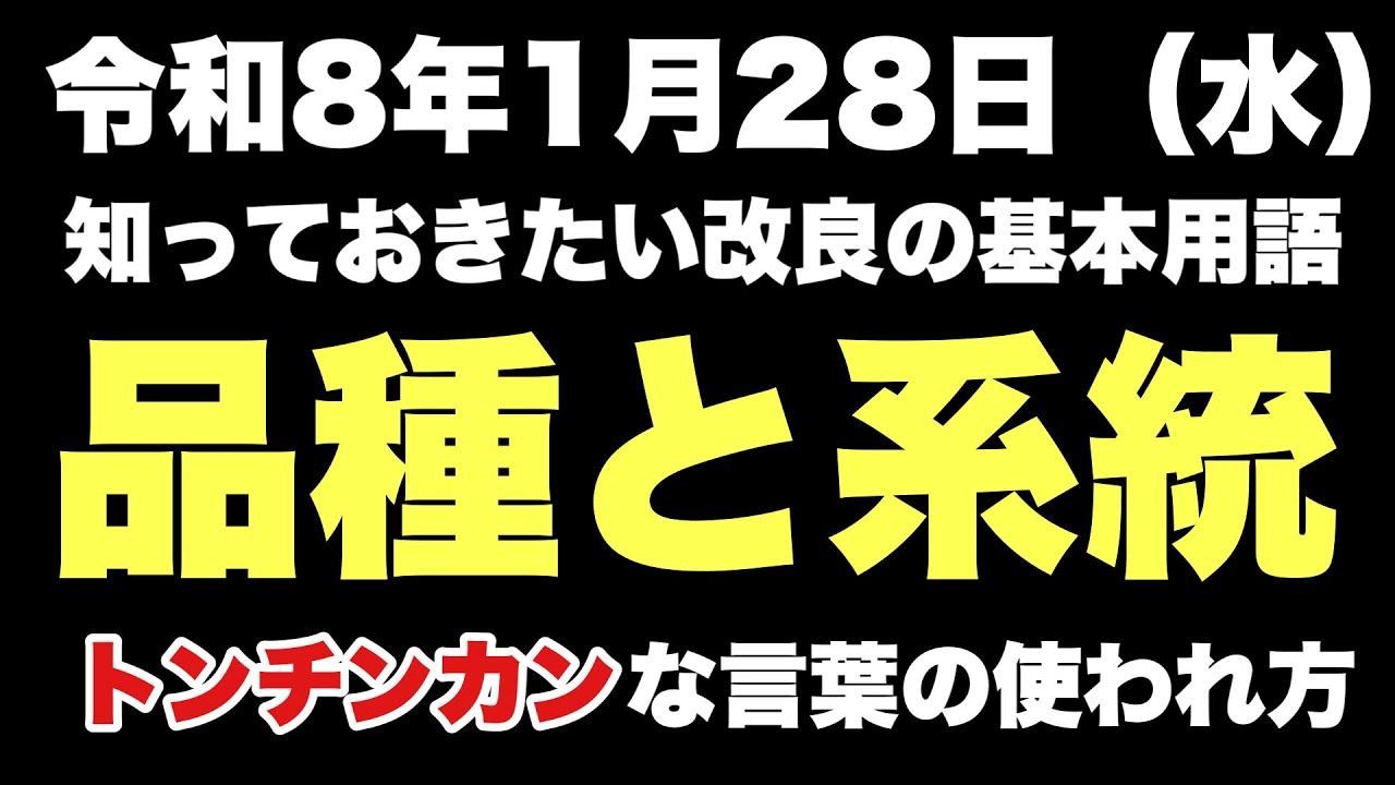 【めだか】改良メダカの品種と系統…これを理解すると品種改良の基本がわかります。めだか沼2026.1.28