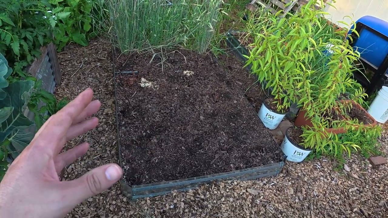 June 9th Garden Tour #gardeningwithbarchuckin 